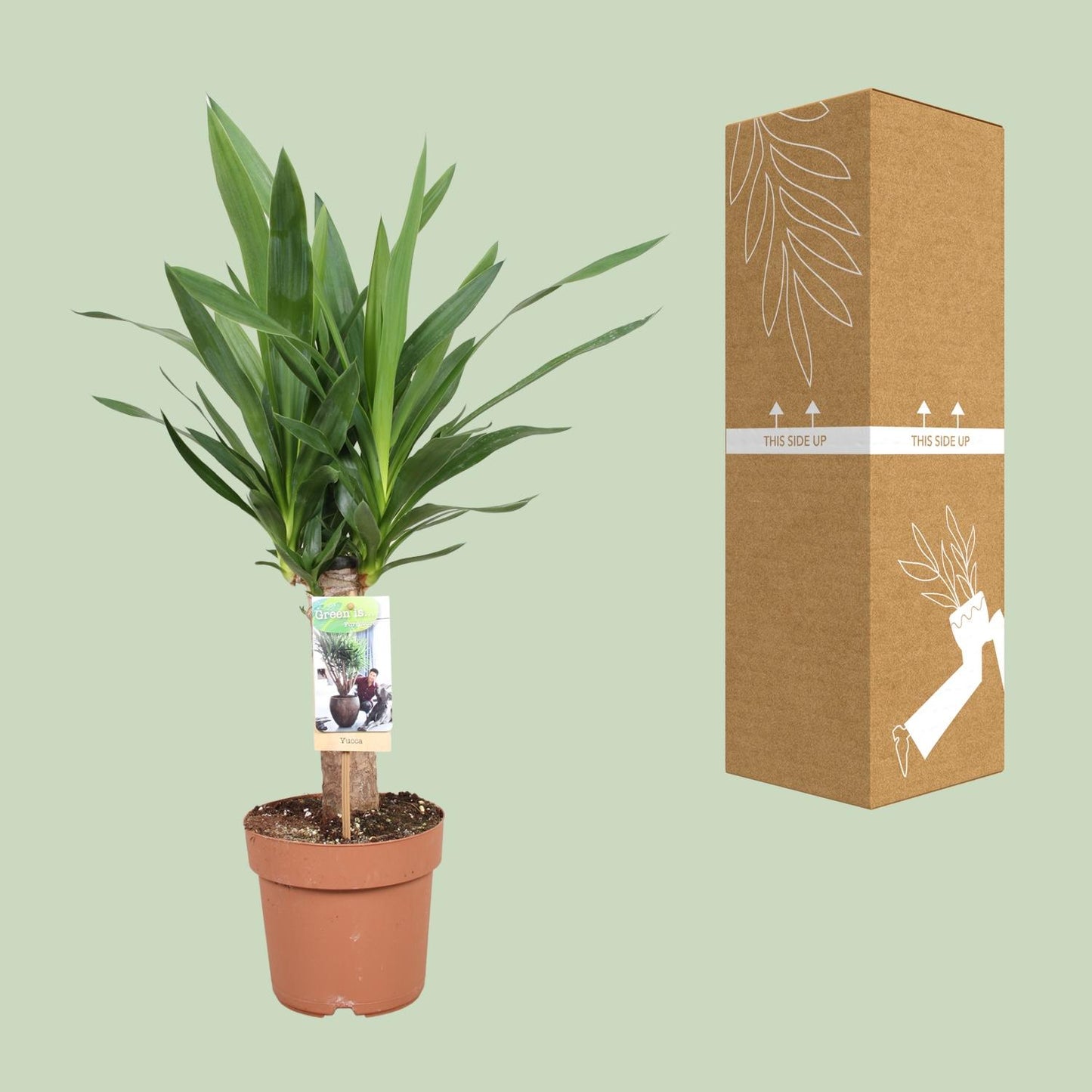 Yucca Elephantipes – Pflegeleichte & elegante Zimmerpflanze Ø17cm