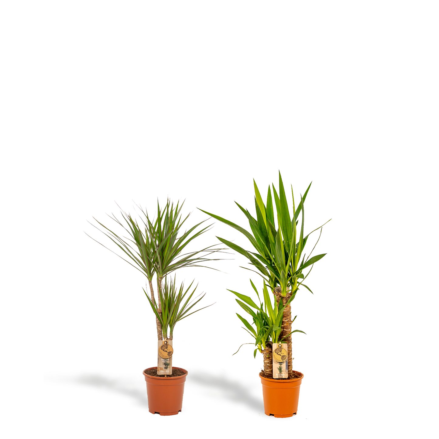 Set Dracaena & Yucca – Exotische XXL Zimmerpflanzen