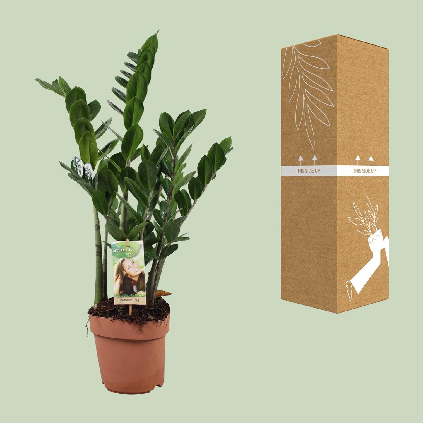 Zamioculcas (ZZ-Pflanze) 80-85 cm im Ø17 cm Topf