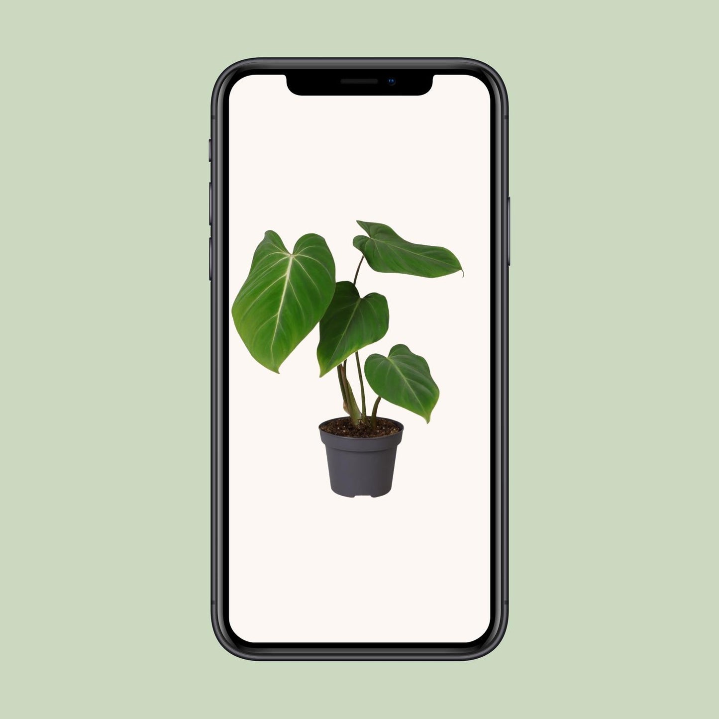 Philodendron Glorisoum – Pflegeleichte Zimmerpflanze Ø12cm