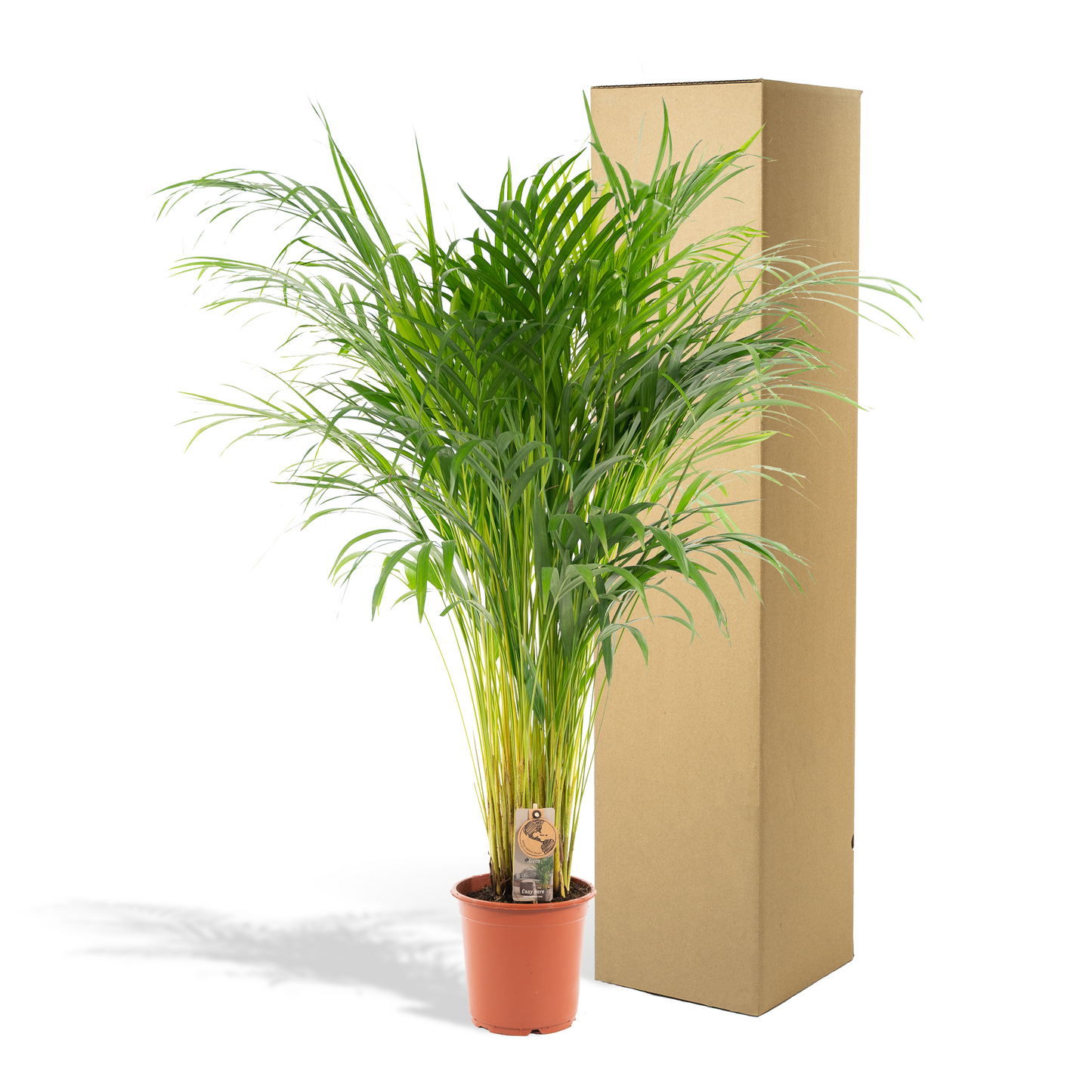 Areca-Palme Ø21cm – Luftreinigende Goldfruchtpalme