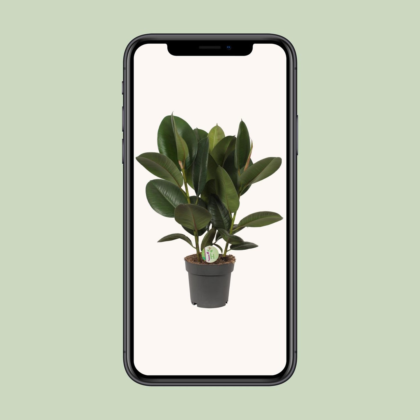 Ficus Robusta Ø19cm – Robuste & pflegeleichte Zimmerpflanze