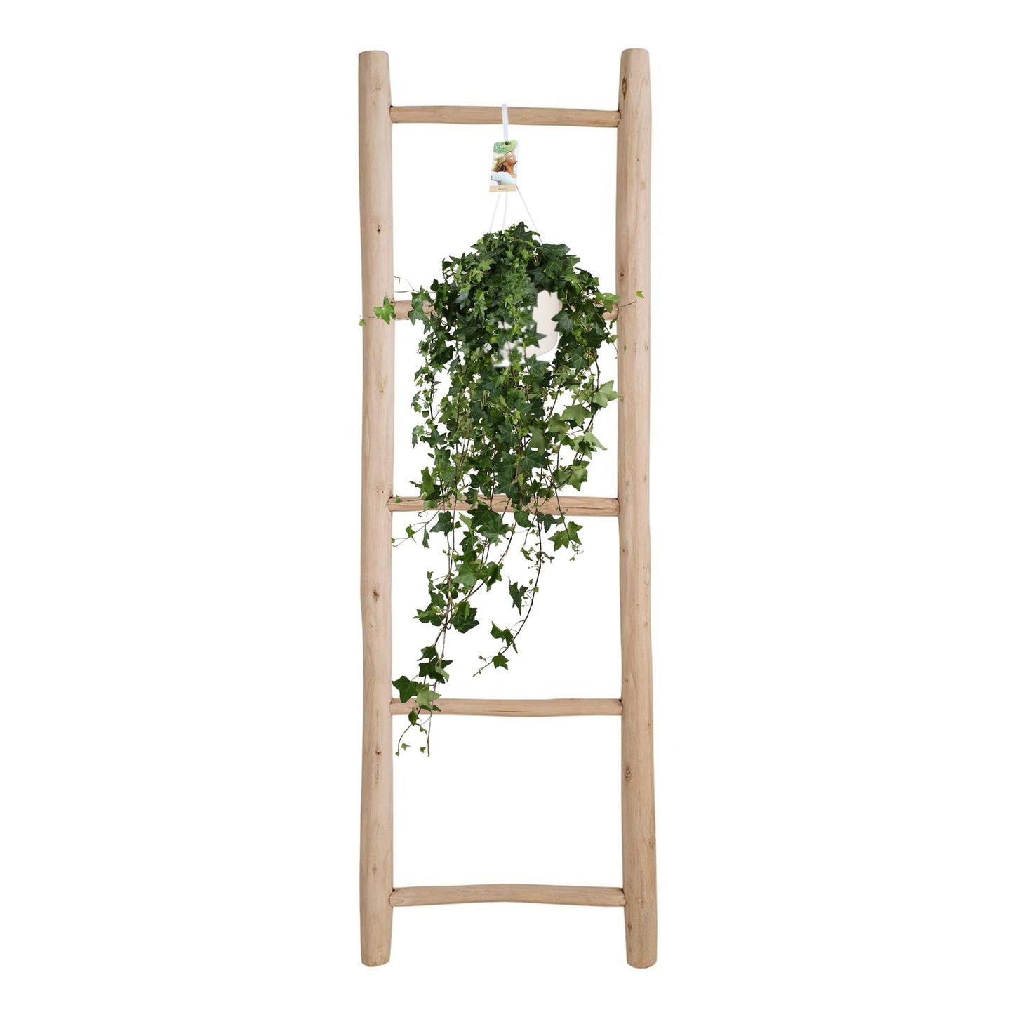 Hedera Helix Pitsburg XXL – Pflegeleichter Efeu Ø17 cm