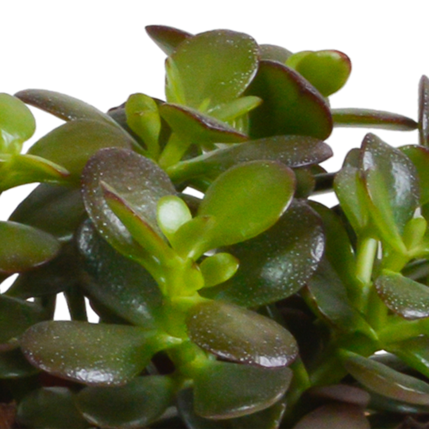 Crassula-Mischung 3er Set in weißem Topf 10,5 cm