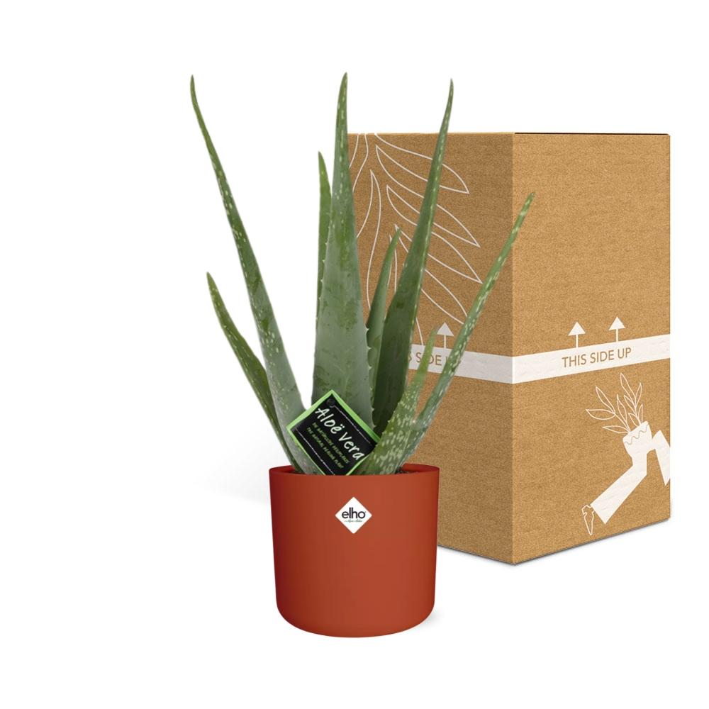 Aloe Vera 12 cm – Pflegeleichte Sukkulente im ELHO b.for Soft Rond Topf