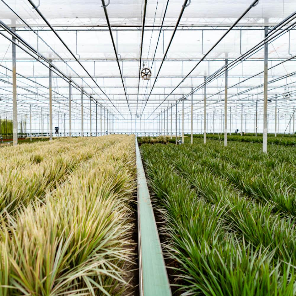 Dracaena Set – 120 cm & 70 cm – Pflegeleicht & Luftreinigend