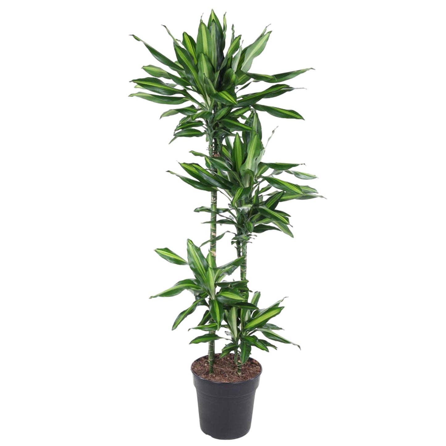 Dracaena Cintho – 150 cm – pflegeleichte Zimmerpflanze