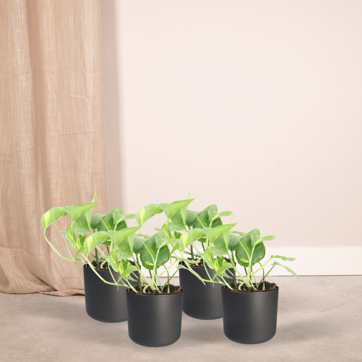Epipremnum Aureum (Scindapsus) – 4er Set Ø12cm Topf