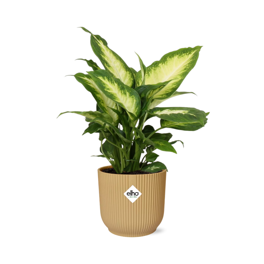 Dieffenbachia ‘Camilla’ im ELHO Vibes Fold 14cm Topf gelb