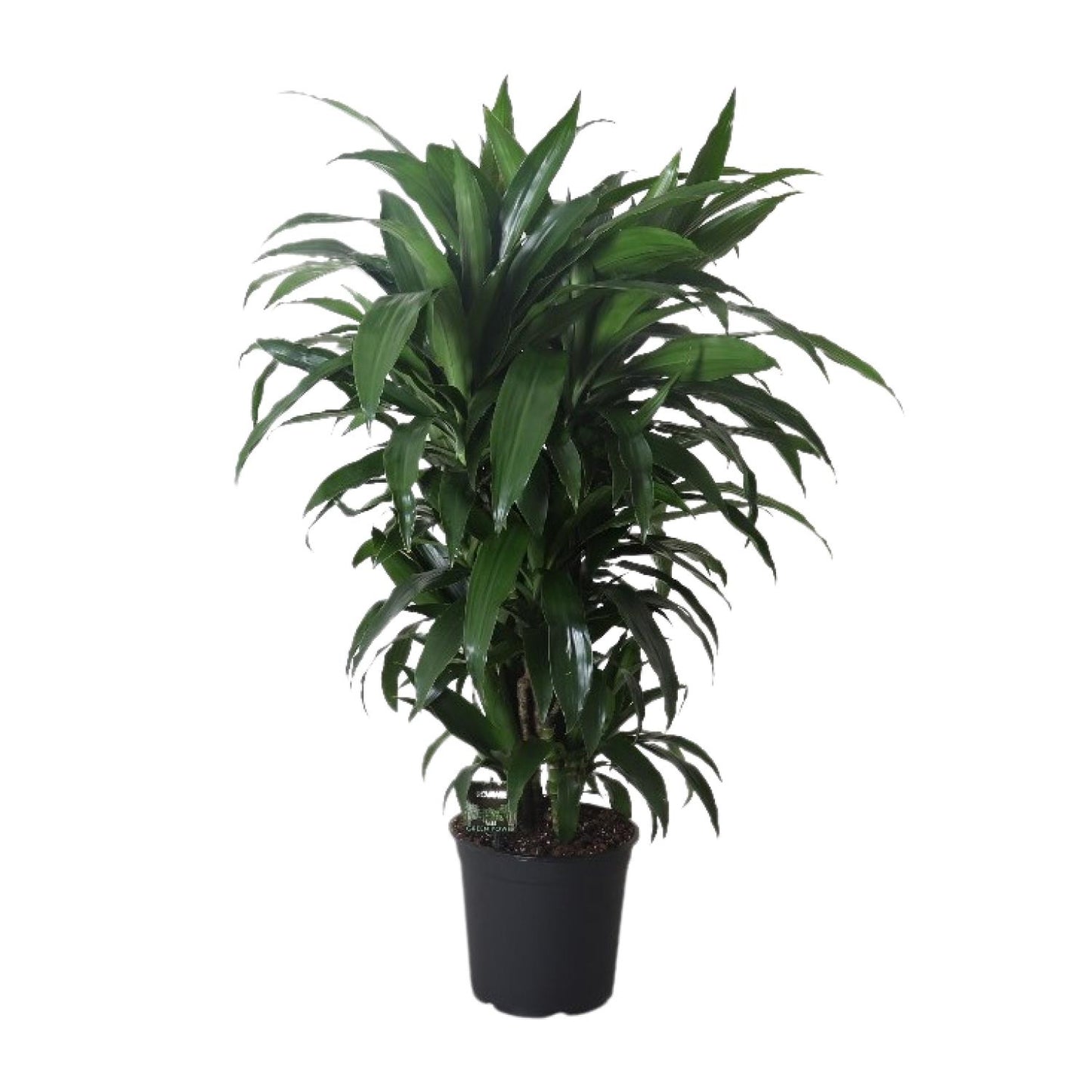 Dracaena Janet Craig – Eleganter Drachenbaum Ø27cm, 120cm hoch