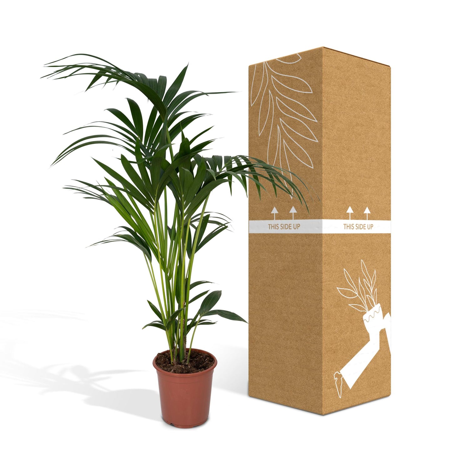 Howea forsteriana – Pflegeleichte Kentia-Palme Ø21cm