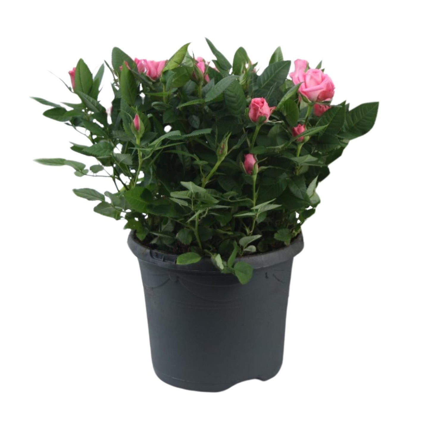 Topfrose Rosa Jewel Patio Sparkling Ø17cm, 30cm hoch
