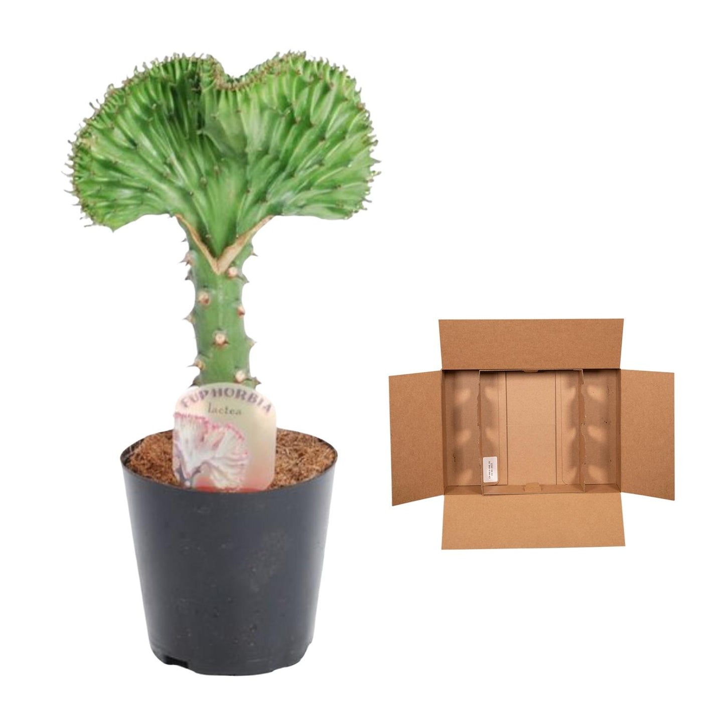 Euphorbia lactea Cristata – Korallen-Kaktus, 35 cm