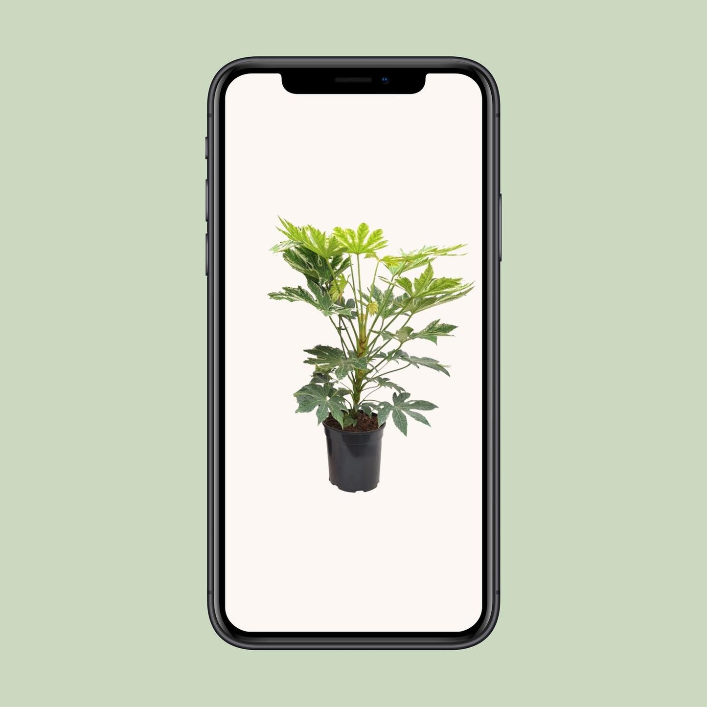 Fatsia Japonica – Pflegeleichte Zimmerpflanze mit Charakter