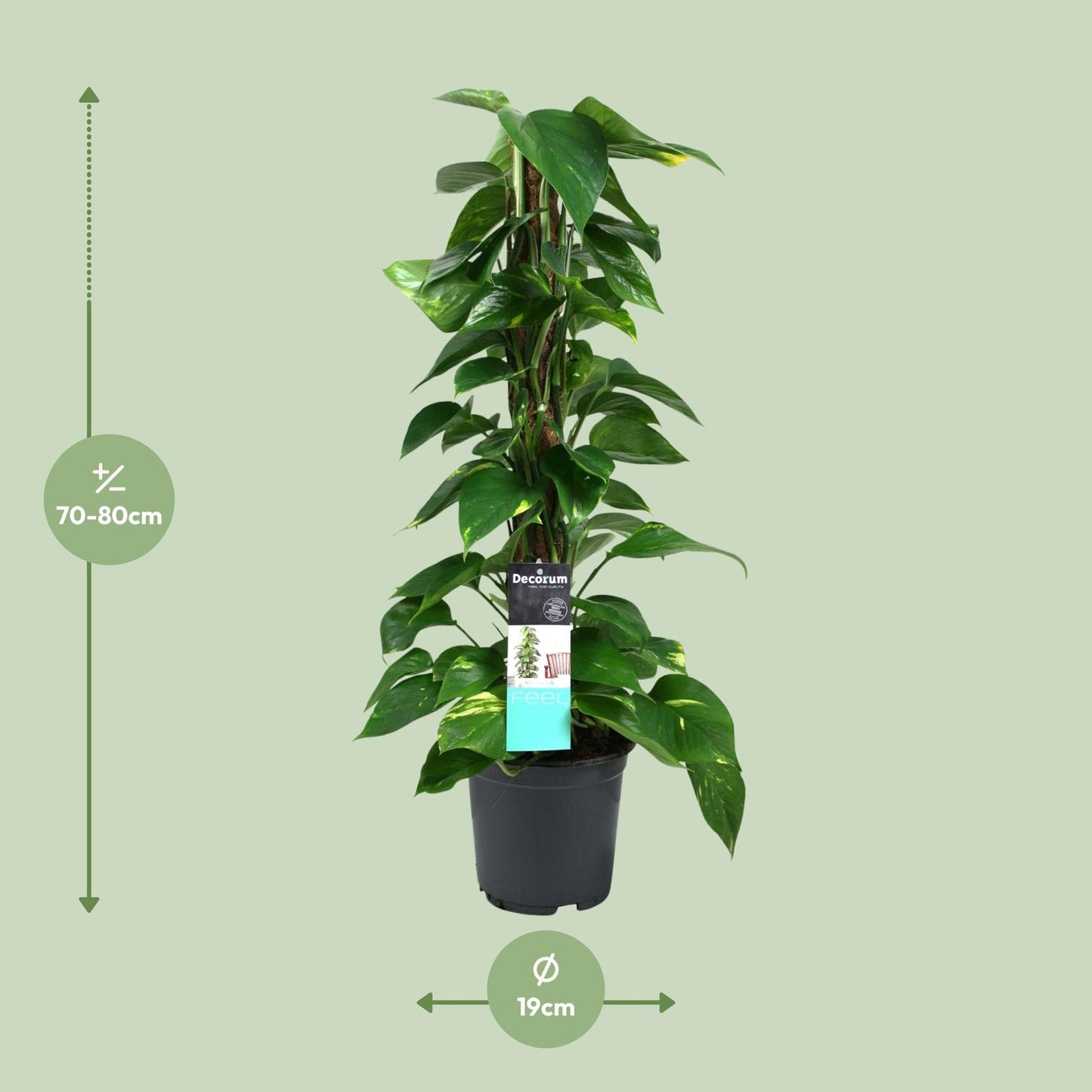 Scindapsus (Epipremnum) – Pflegeleichte Hängepflanze Ø19cm