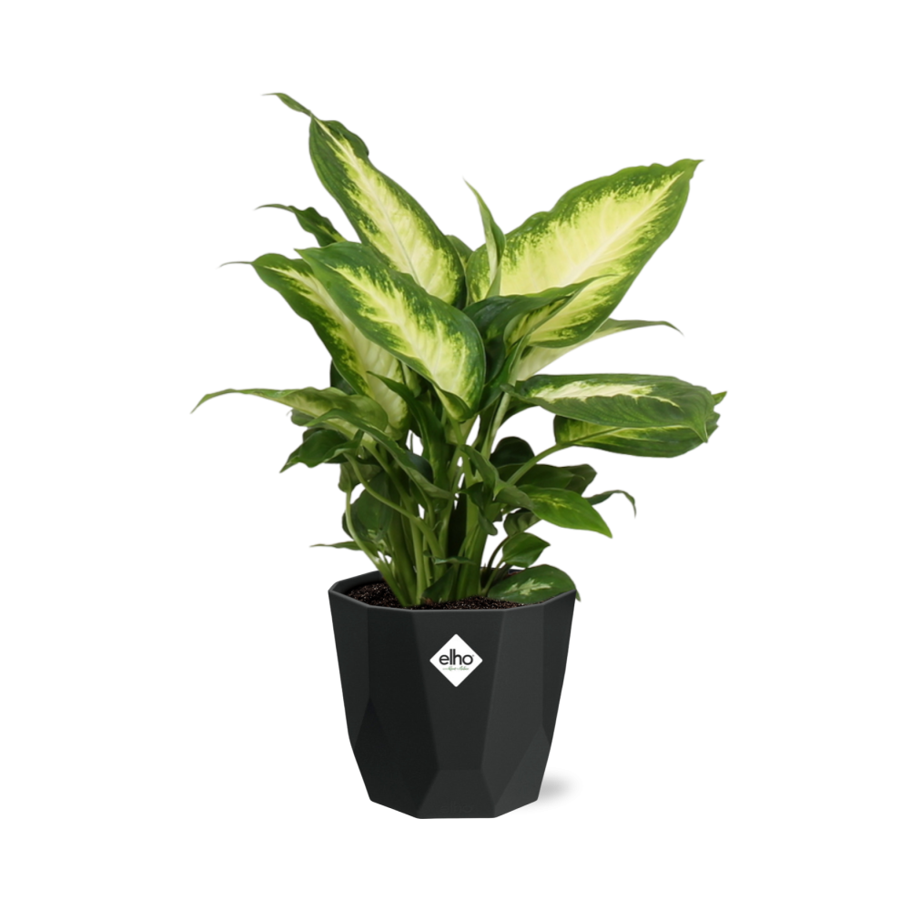 Dieffenbachia ‘Camilla’ – Pflegeleichte Zimmerpflanze im 14cm Topf