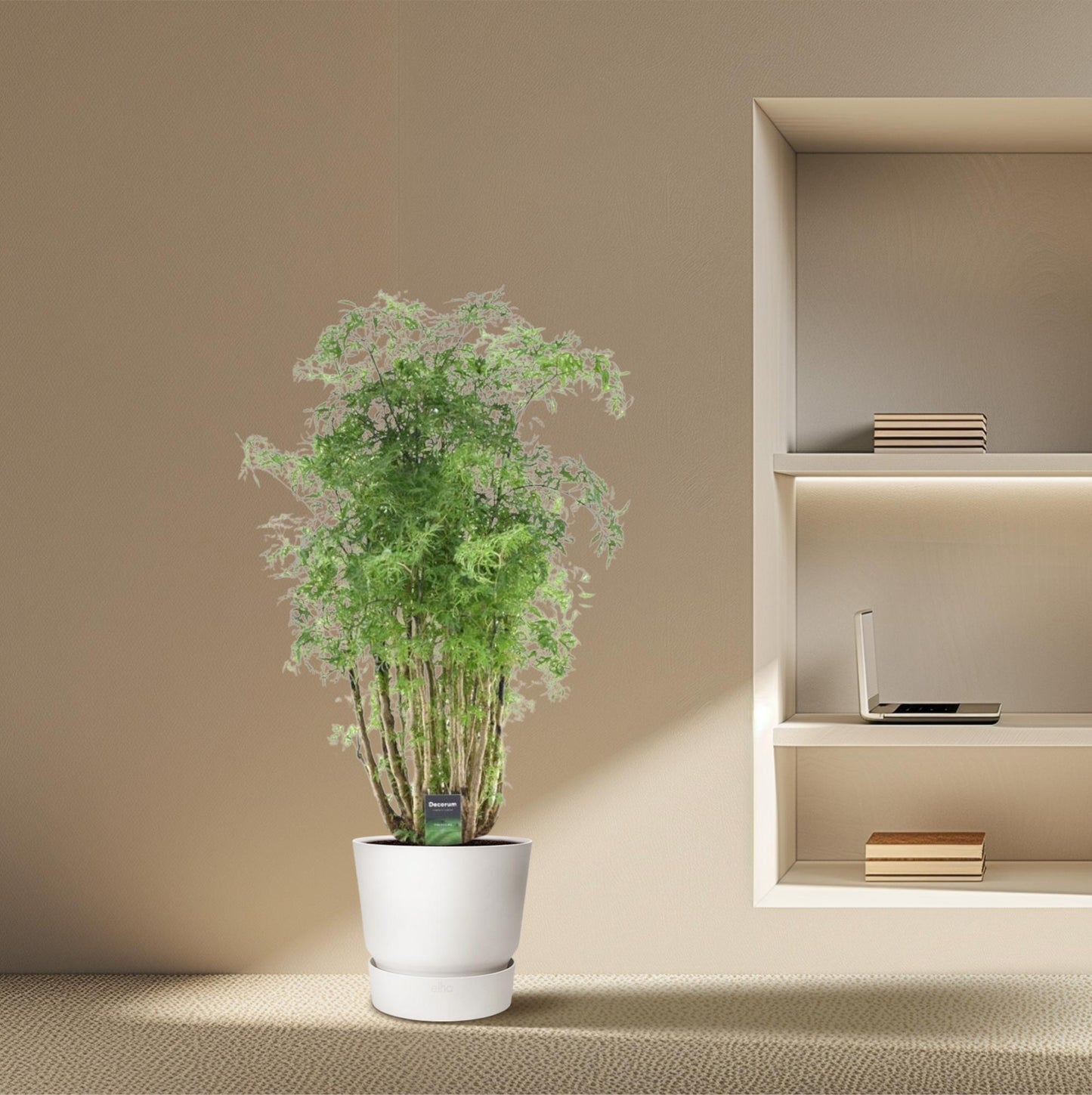 Polyscias Hawaiiana Ming – Pflegeleichter Blattschmuck 90 cm