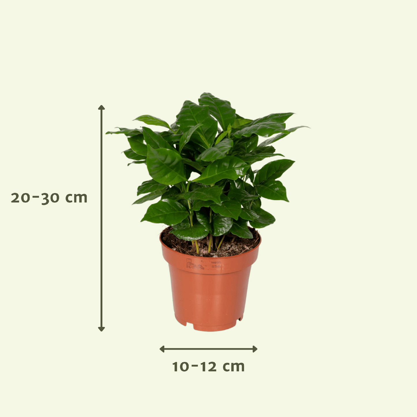 Überraschungsbox mit 5 pflegeleichten Zimmerpflanzen Ø12cm