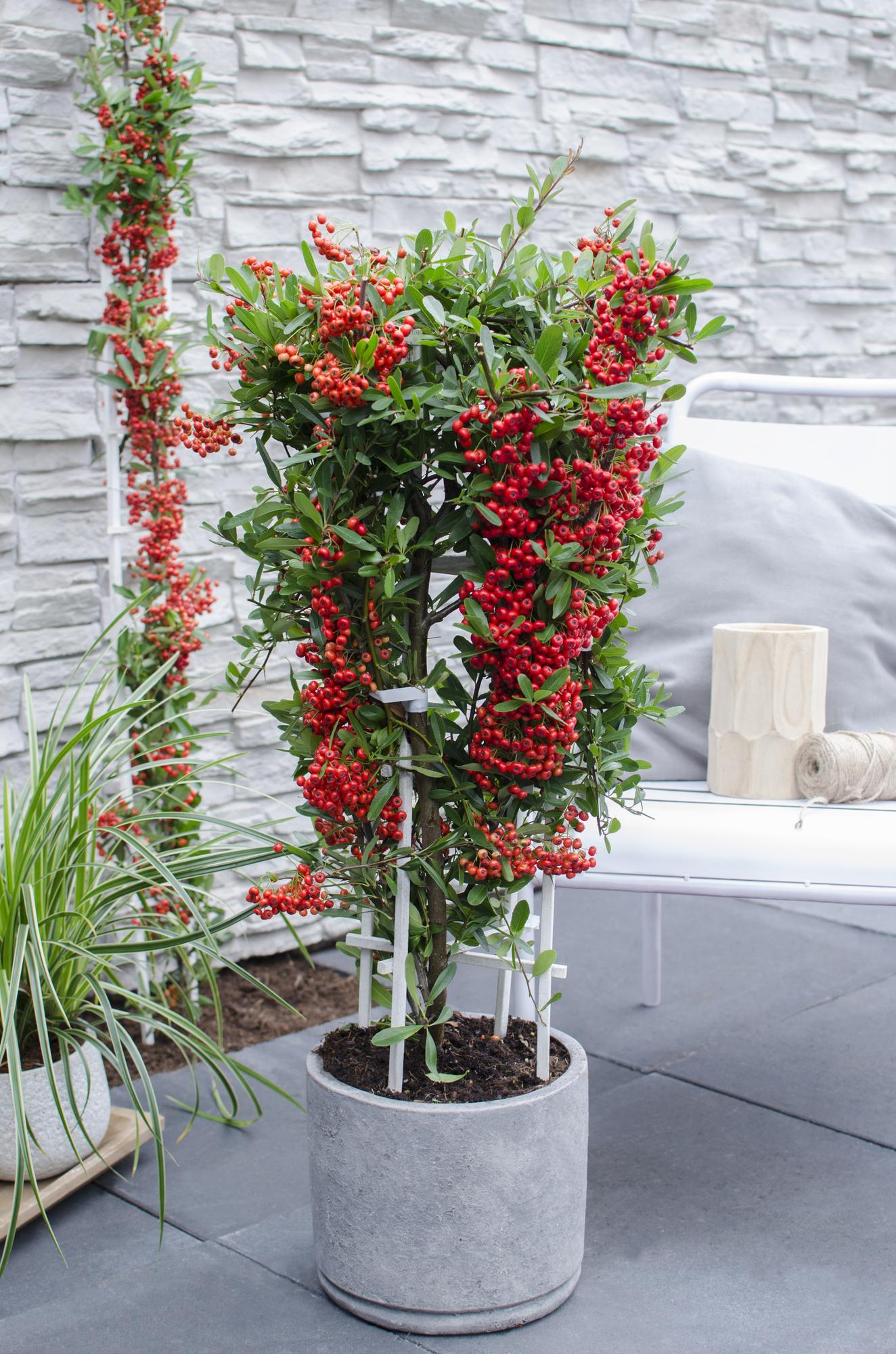 Pyracantha coccinea Red Star – Immergrüner Feuerdorn mit roten Beeren