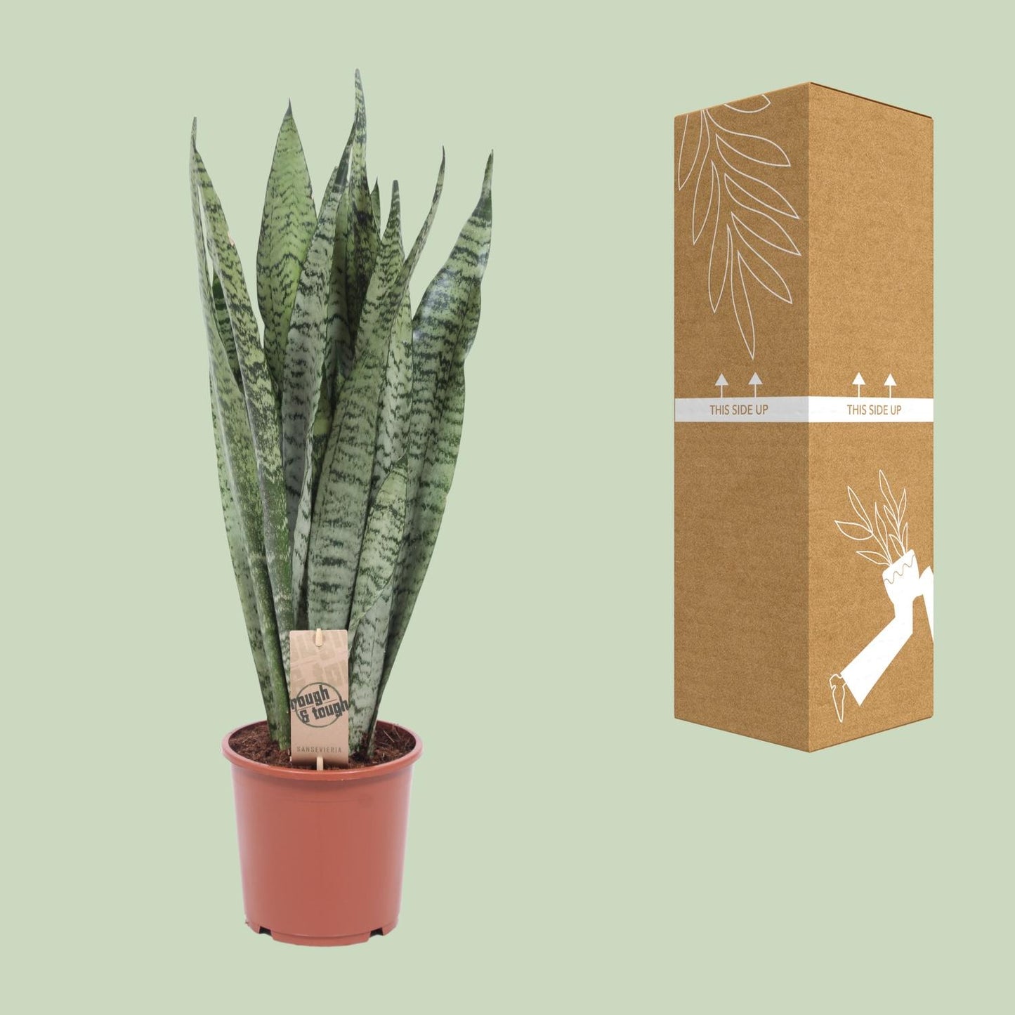 Sansevieria Zeylanica – Pflegeleichte Schwiegermutterzunge Ø17cm