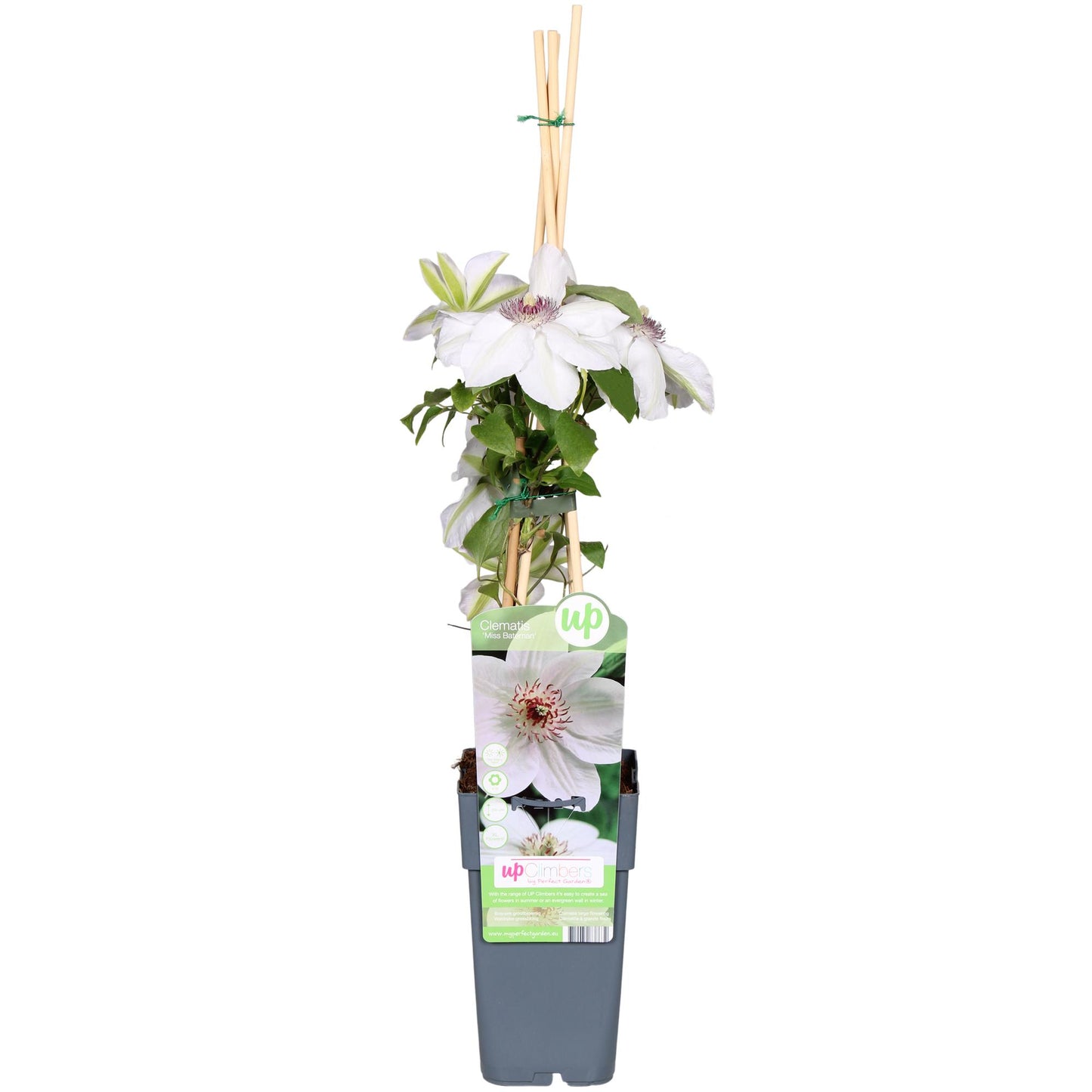 Clematis Miss Bateman – Weiß blühender Kletterer Ø15cm