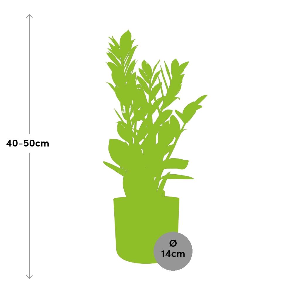 Zamioculcas – Pflegeleichte ZZ-Pflanze im ELHO b.for Soft Topf