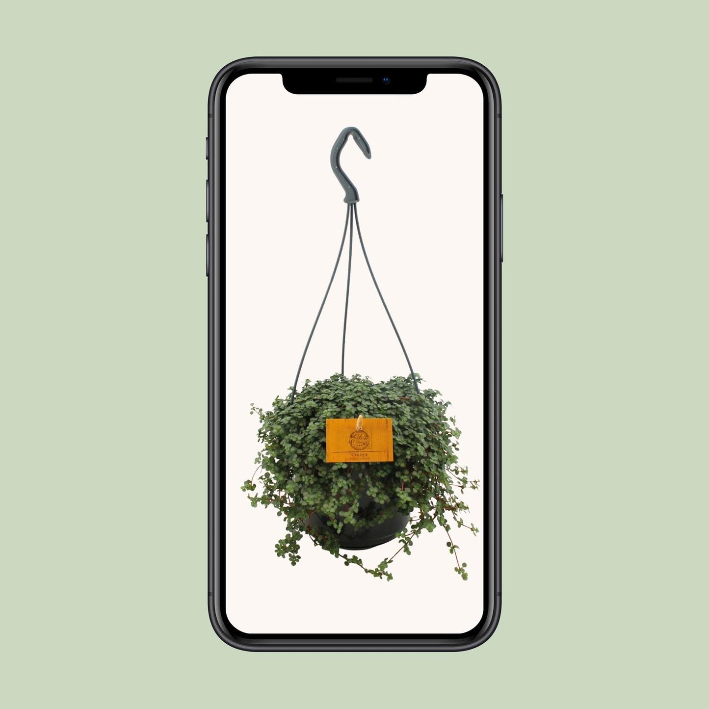 Pilea Glauca – Pflegeleichte Aluminium-Pflanze Ø15cm