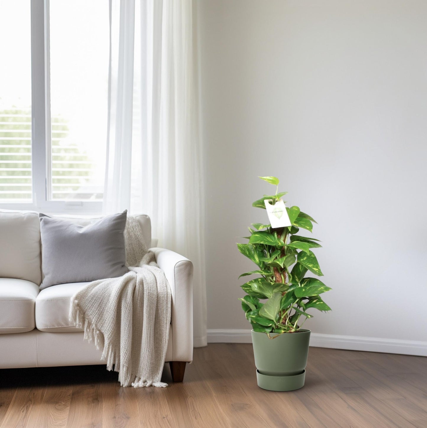 Epipremnum Pinnatum Mosstok – Goldene Efeutute 60 cm