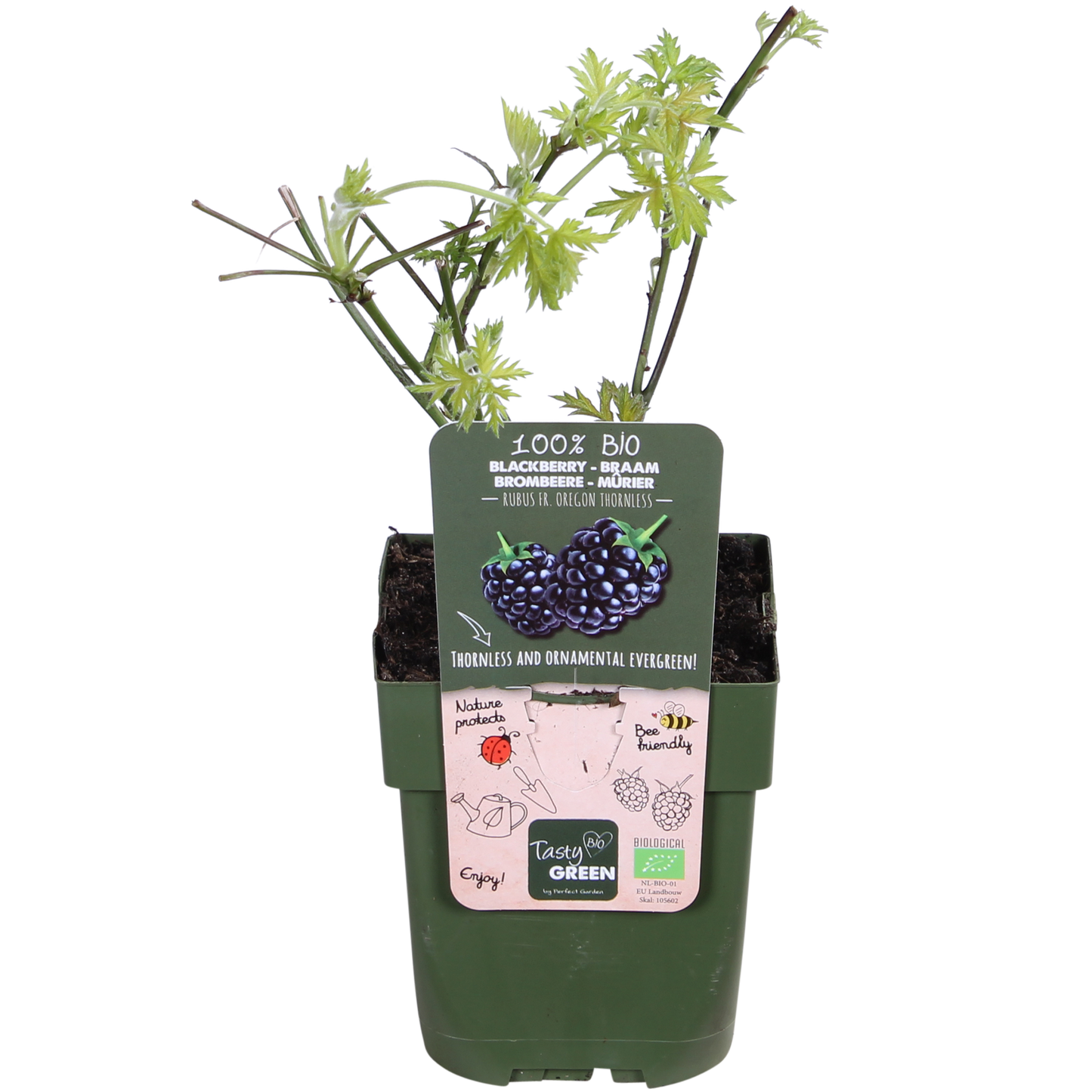 Rubus fruticosus 'Thornless Evergreen' – Dornenlose Brombeere Ø13cm