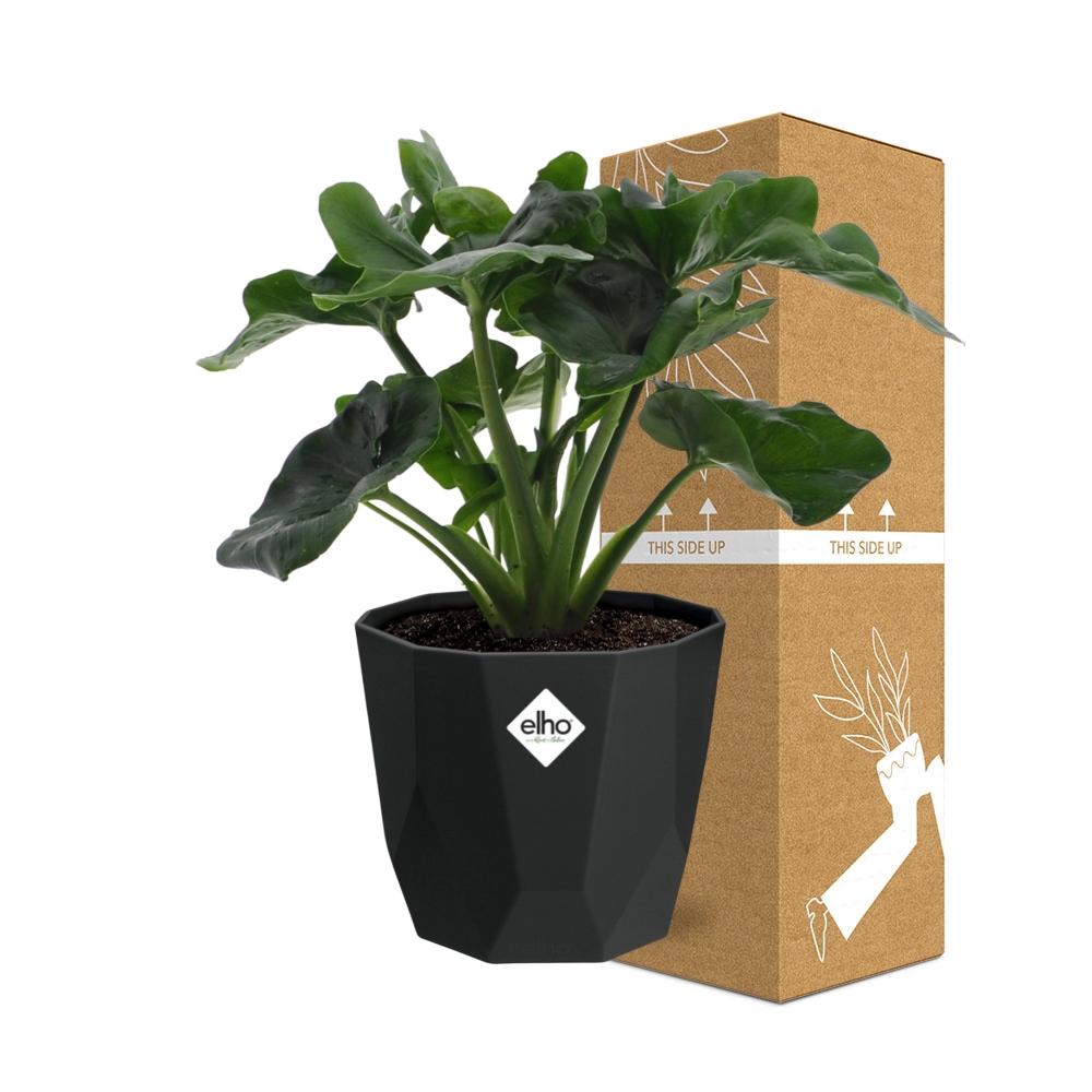 Philodendron Atom – pflegeleichte Zimmerpflanze in 14 cm Topf