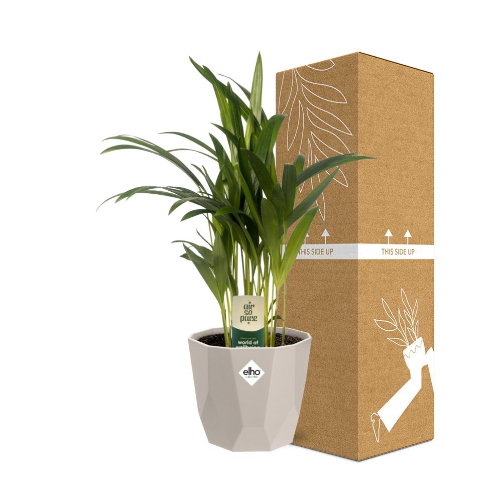 Dypsis Lutescens (Bambuspalme) 12cm in ELHO b.for rock 14 cm warm grey