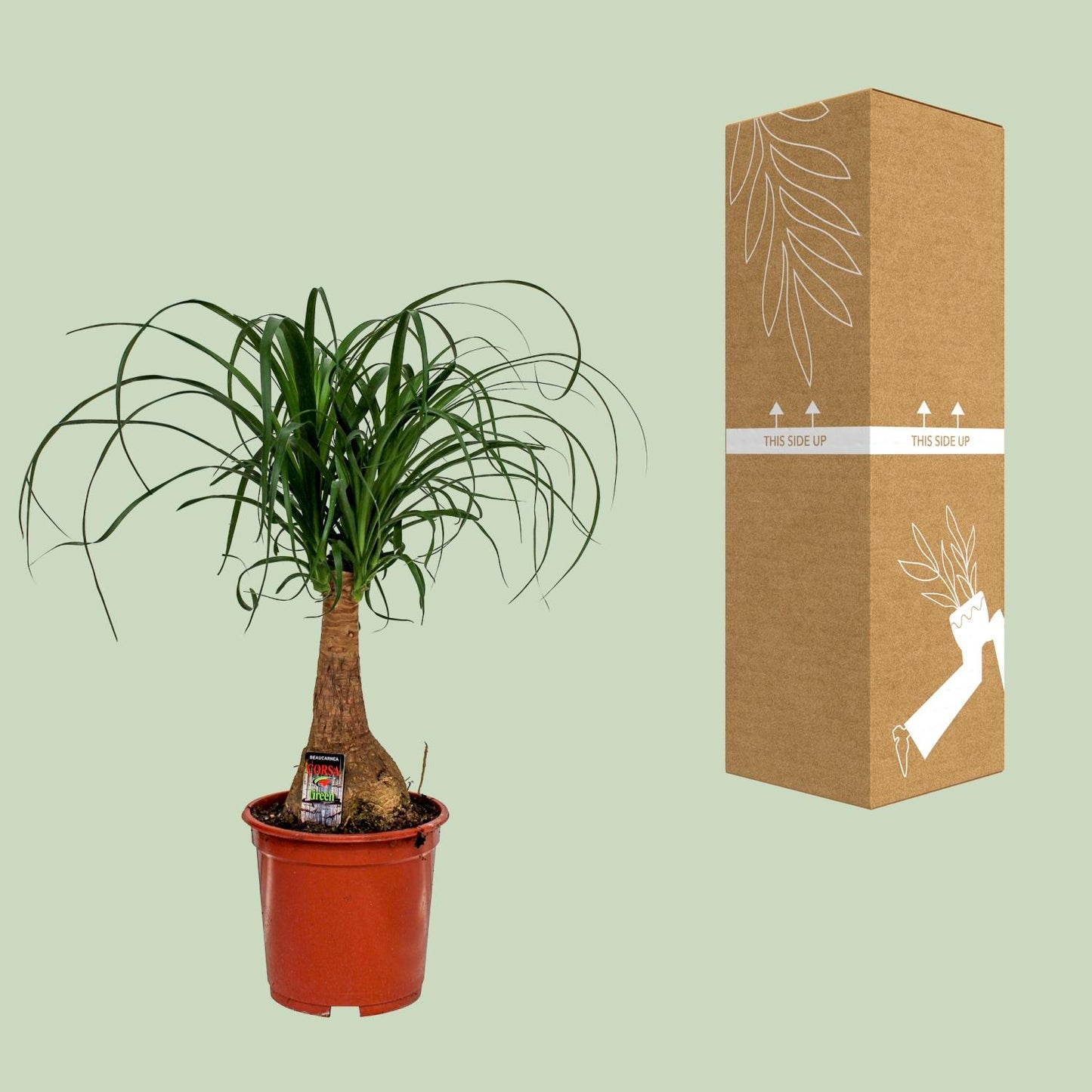 Beaucarnea Nolina Elefantenfuß Ø19cm, Höhe 60cm