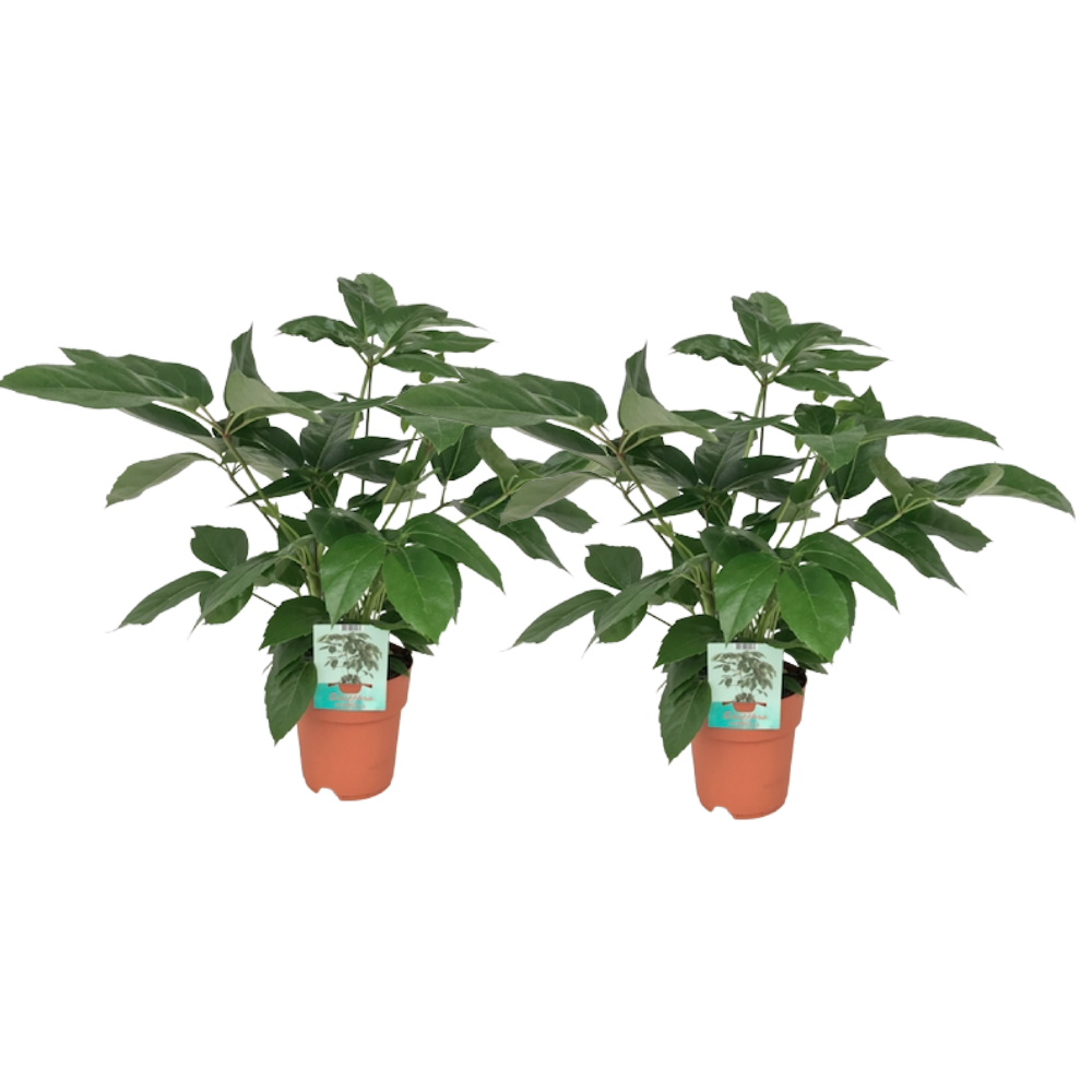 Schefflera Actinophylla - 2er Set Ø19cm Topf, ca. 75cm hoch