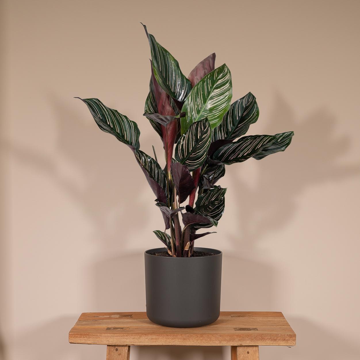 Calathea Ornata – Pflegeleichte Blattpflanze Ø14cm