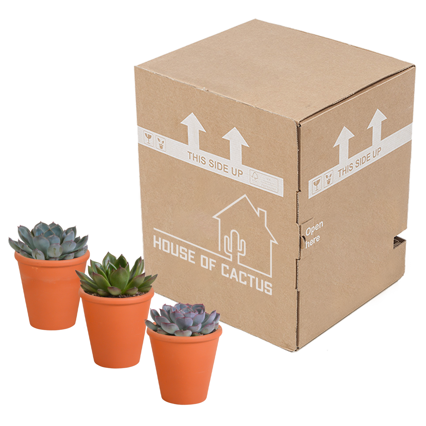 Echeveria-Mischung 3er Set im Terracotta-Topf 8,5 cm