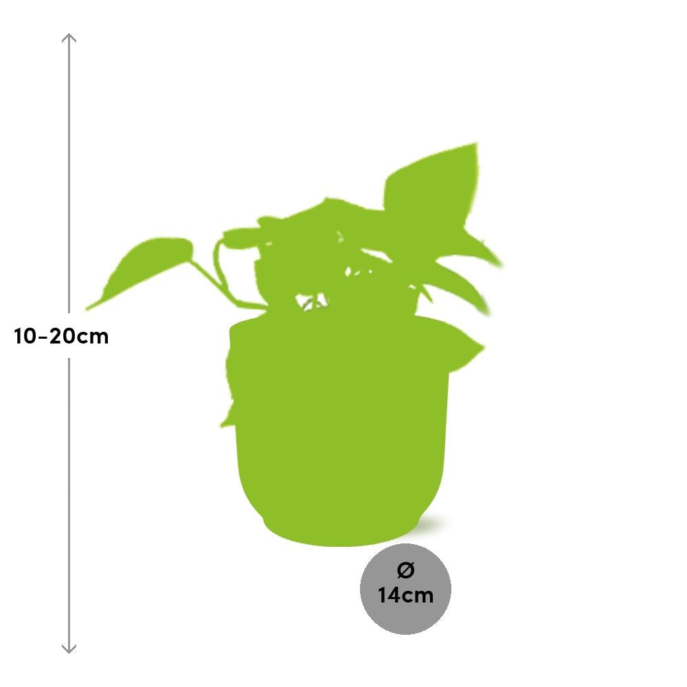 Epipremnum Pinnatum ‘Golden Pothos’ in ELHO Vibes Fold 14cm rosa