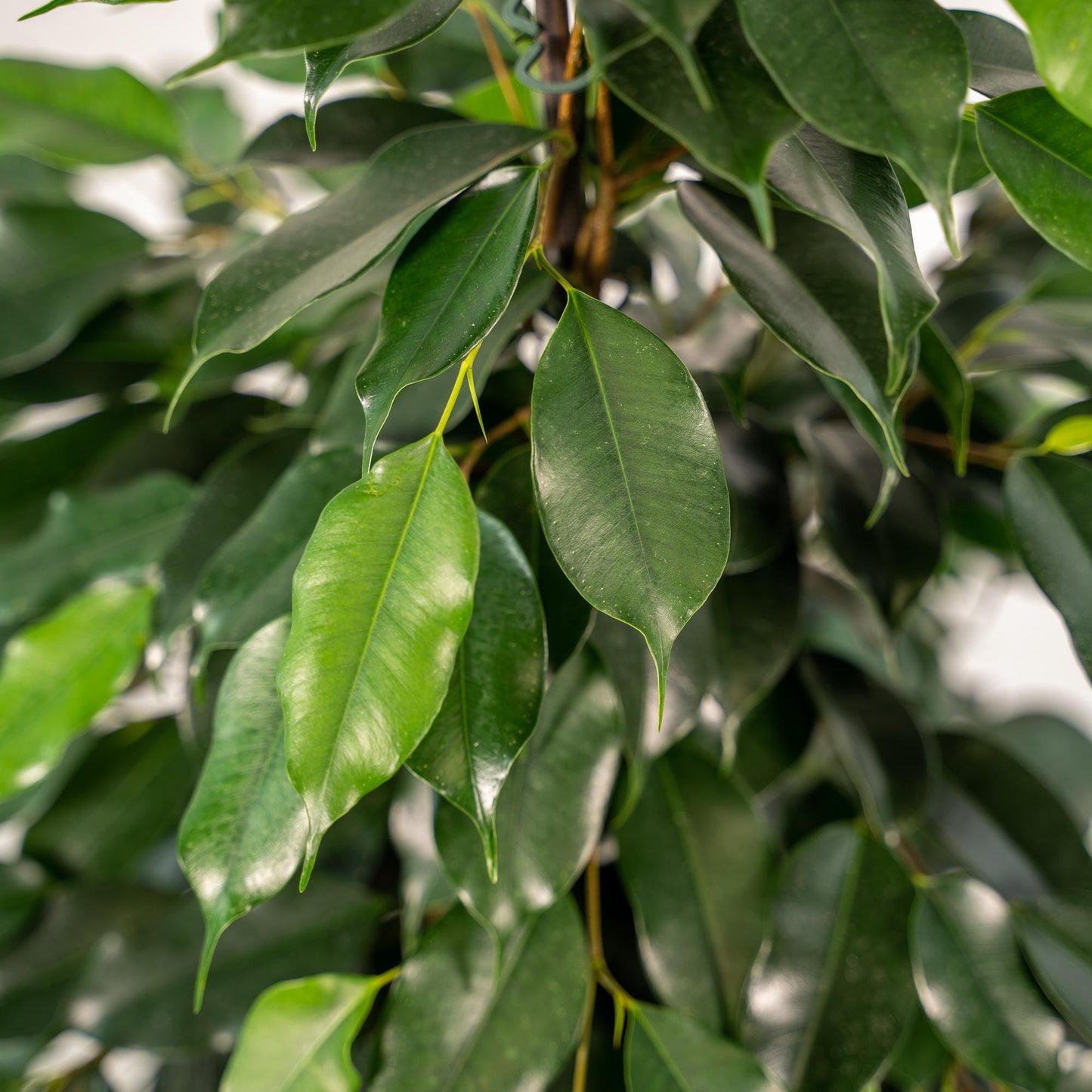 Ficus benjamina Danielle Ø21cm – Luftreinigende Zimmerpflanze mit Korb