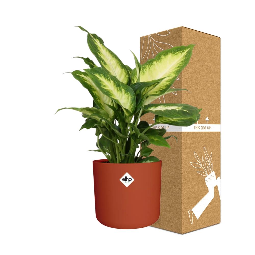 Dieffenbachia ‘Camilla’ – Pflegeleichte Zimmerpflanze im ELHO Topf