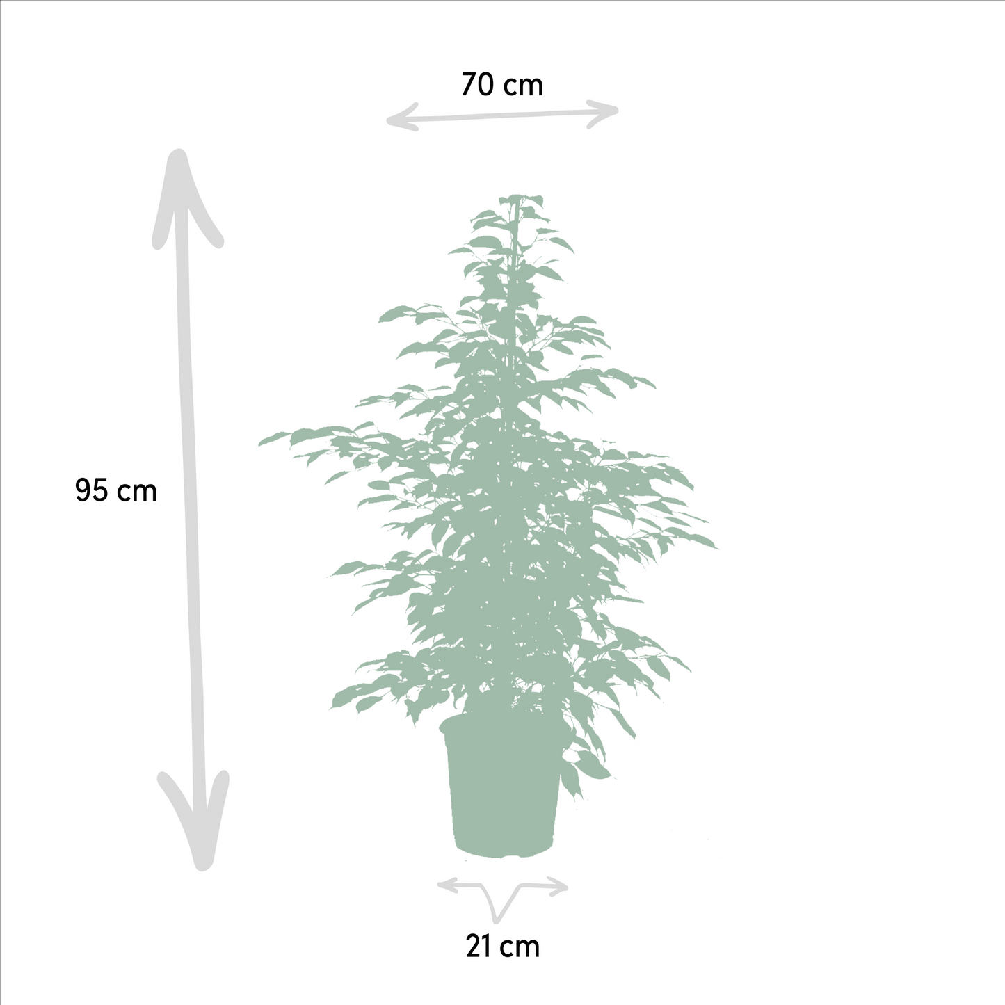 Ficus Benjamina & Microcarpa Set Ø21cm, ca. 95cm hoch