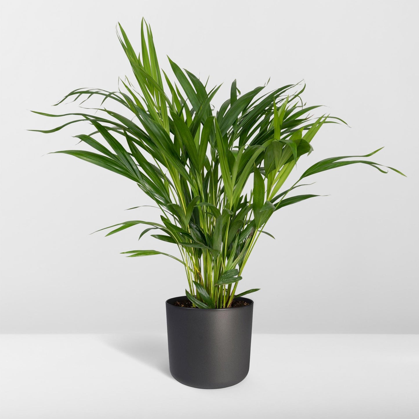 Dypsis Lutescens - Areca Palme Ø17cm, ca. 60cm hoch