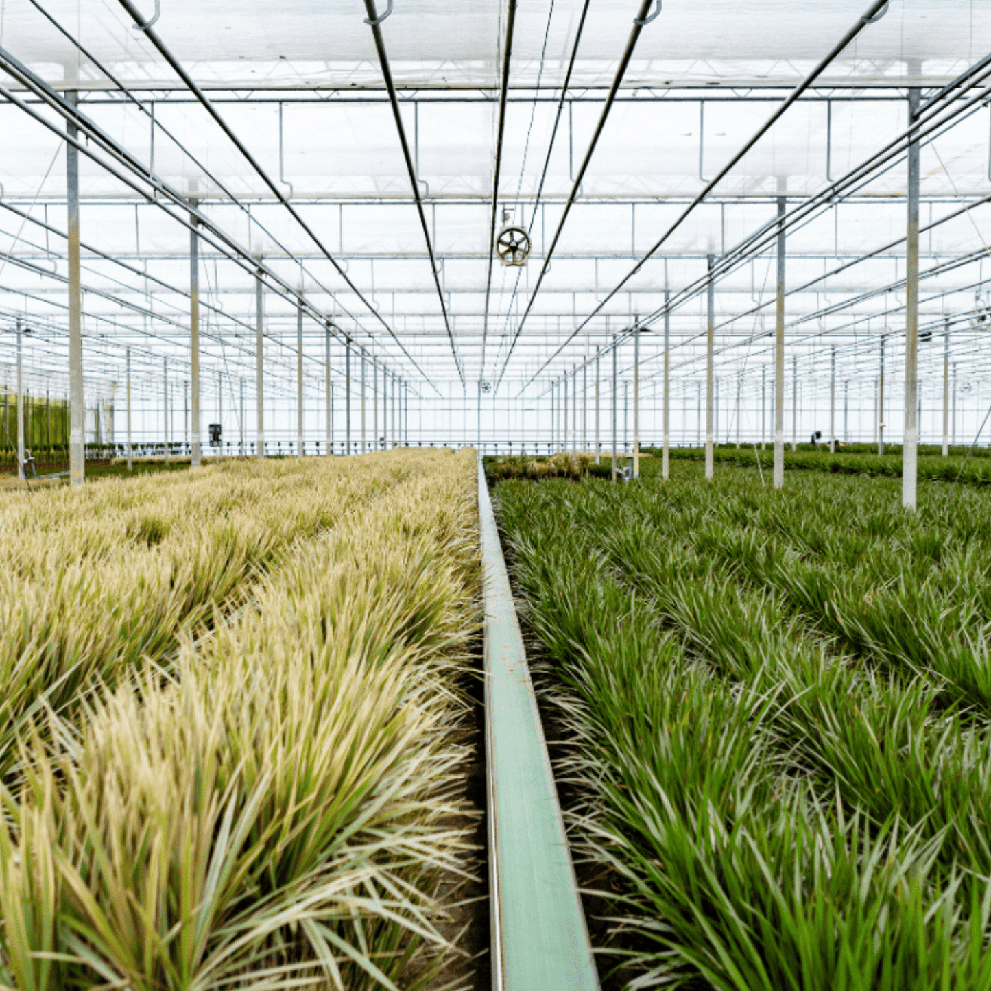 Dracaena Marginata – Stilvolle, pflegeleichte Zimmerpflanze Ø19cm