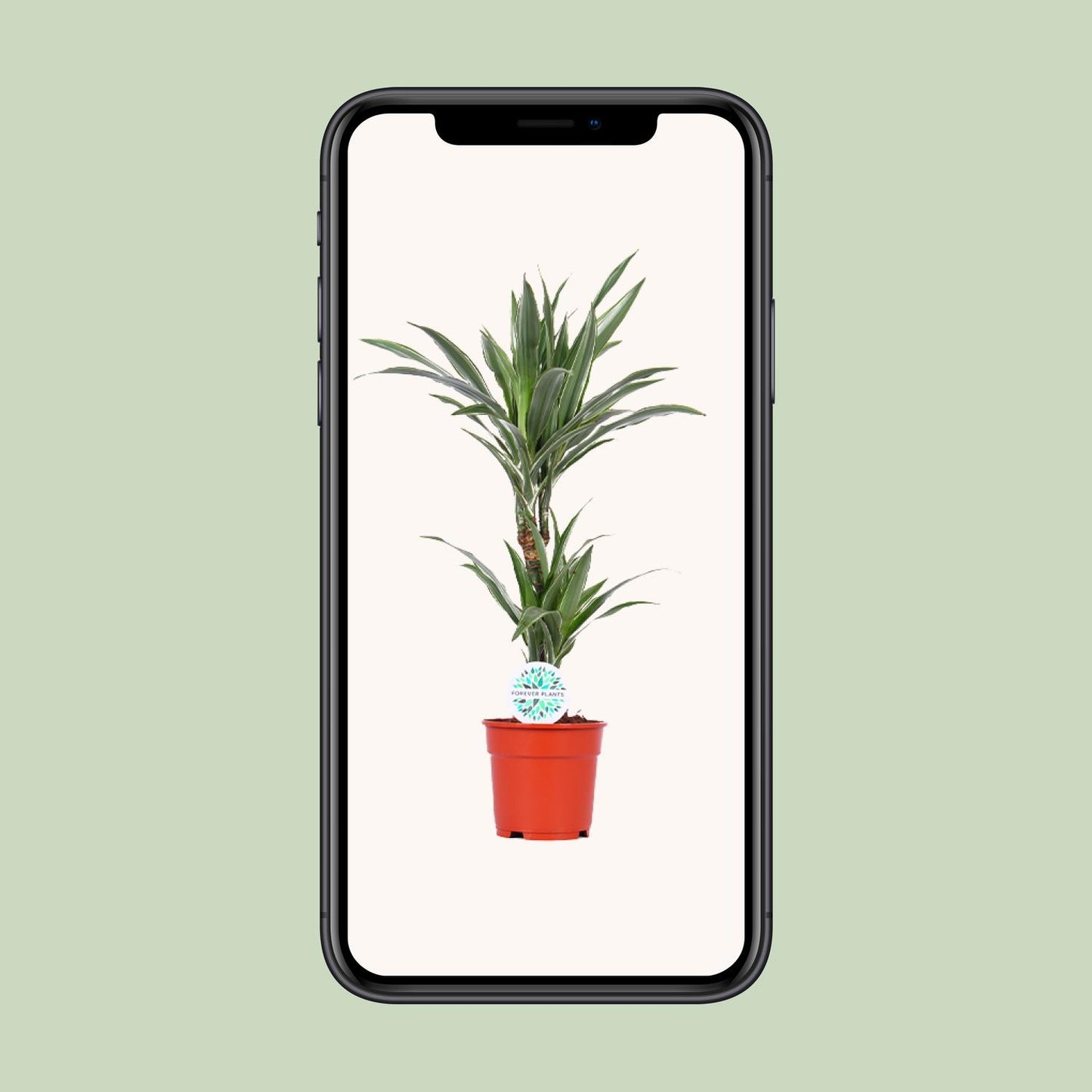 Dracaena Warneckei – pflegeleichter Drachenbaum Ø17cm, 65cm hoch