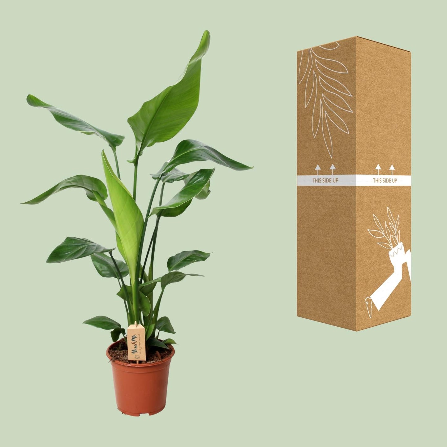 Strelitzia Nicolai – Exotische XXL-Pflanze Ø19cm, 90cm hoch