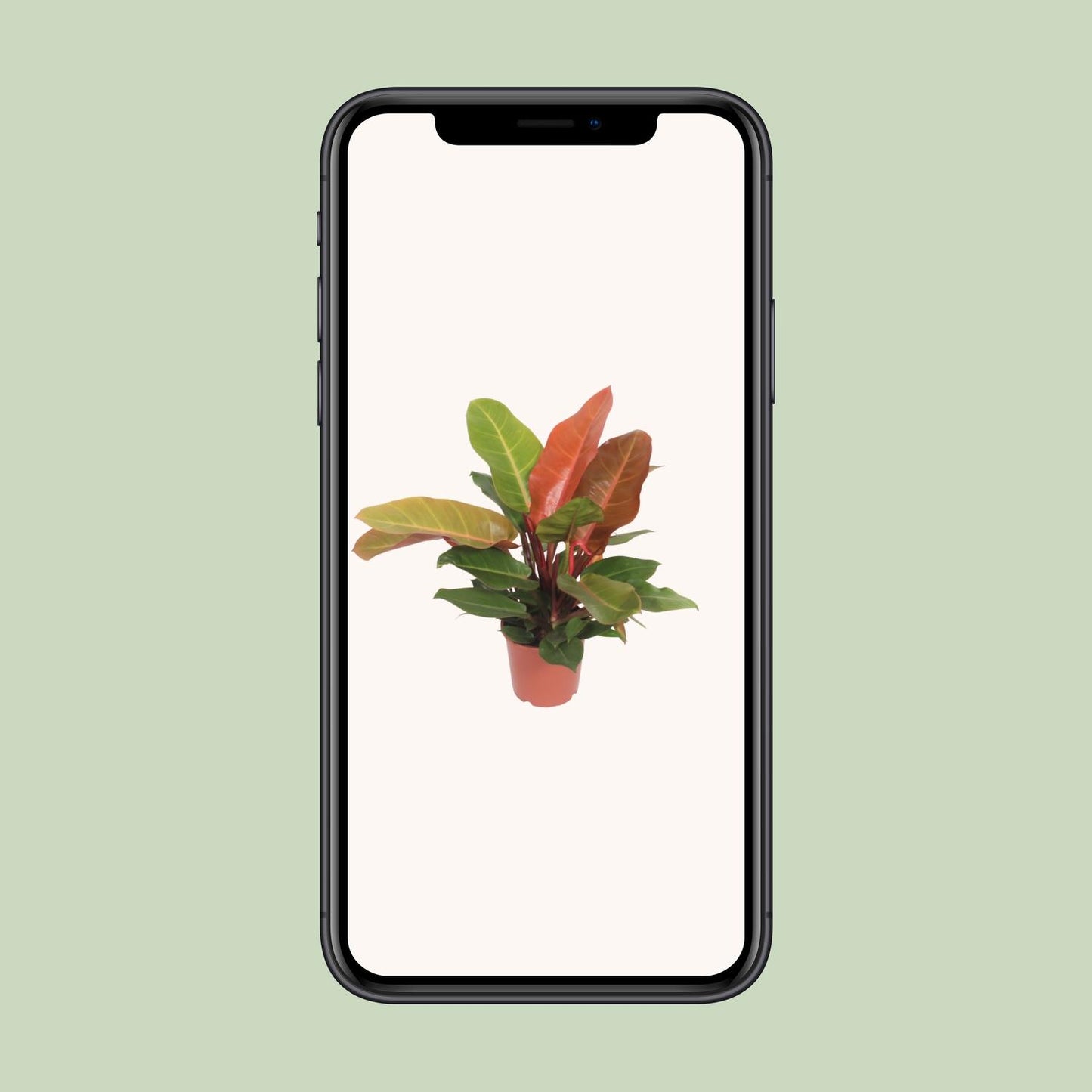 Philodendron Prince of Orange – Pflegeleichte Zimmerpflanze Ø17cm