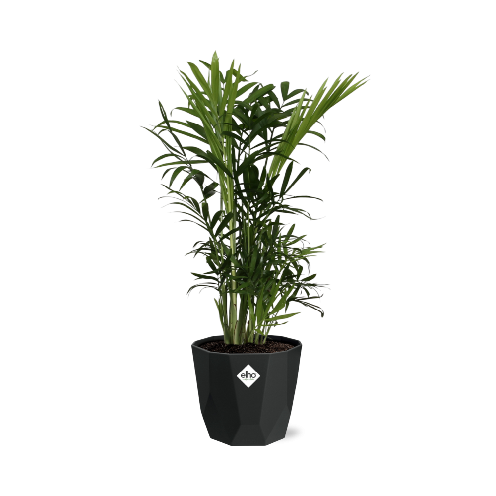 Chamaedorea Elegans – Zwergbergpalme im 14cm Topf