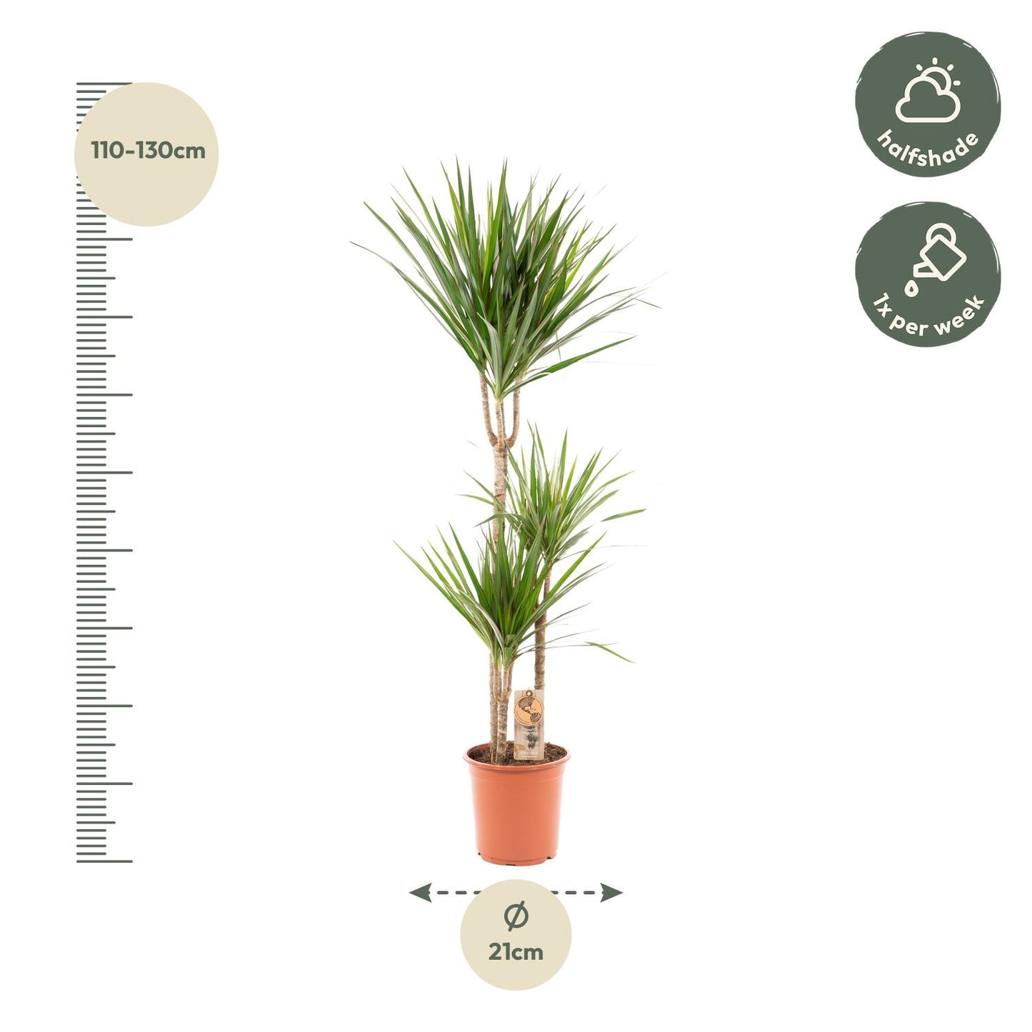 Dracaena Marginata – Pflegleichter Drachenbaum Ø21cm, 120cm hoch