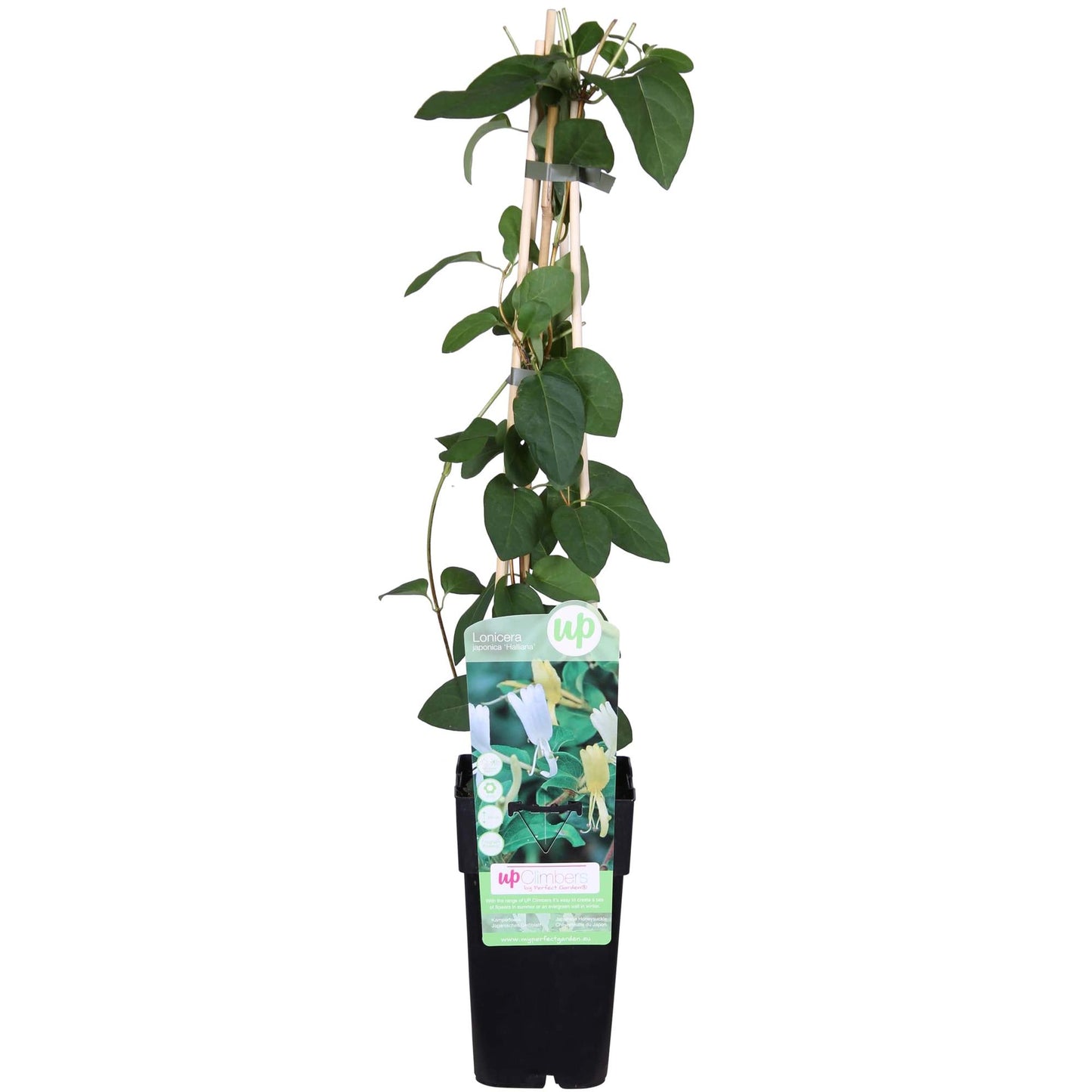 Lonicera japonica 'Halliana' – Weißes Geißblatt Ø15cm