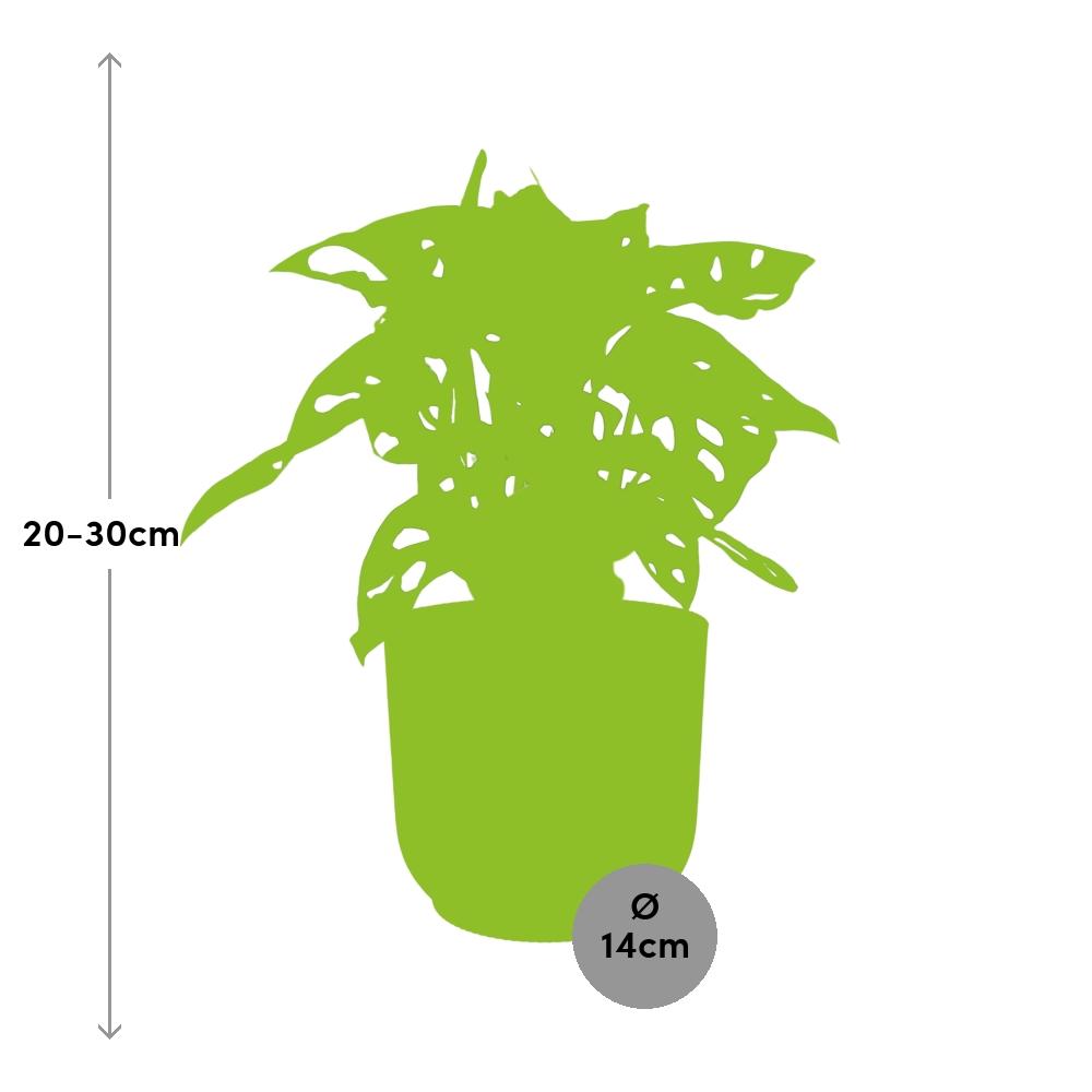 Monstera ‘Monkey Leaf’ im ELHO Vibes Fold Topf 14cm Gelb