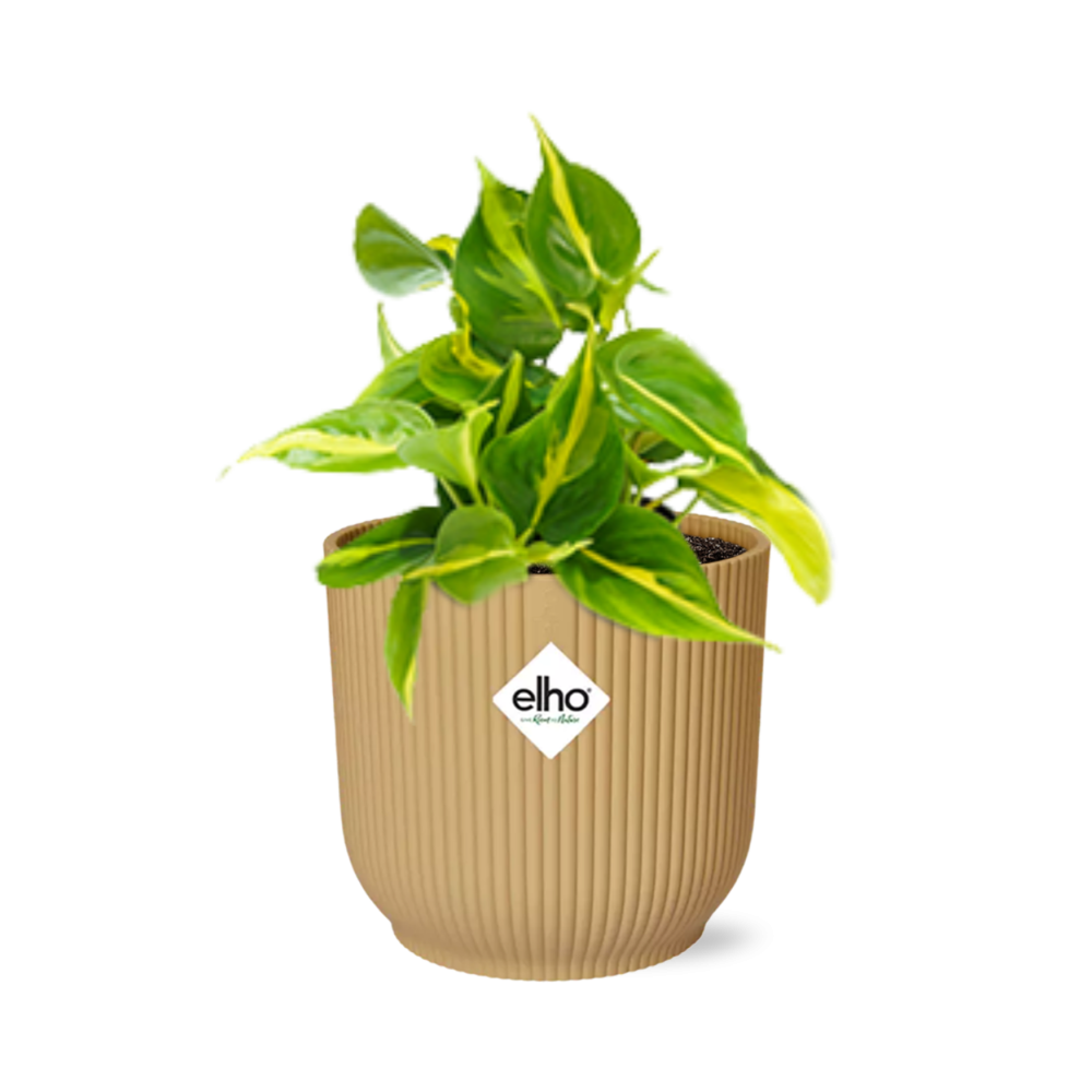 Philodendron Scandens ‘Brasil’ im ELHO Vibes Fold 14cm Gelb