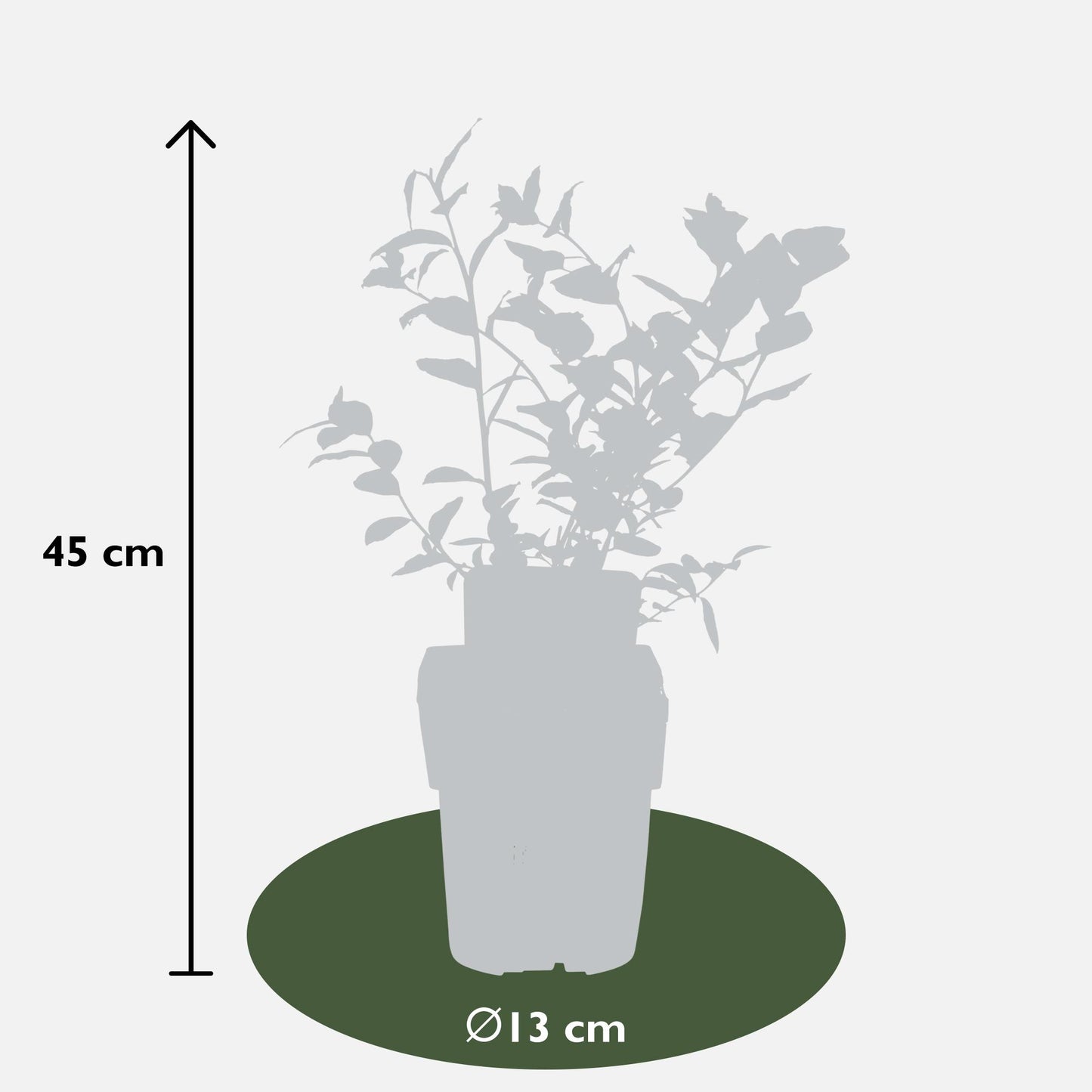 Vaccinium corymbosum 'Reka' - Bio-Blaubeere Ø13cm, 45cm hoch